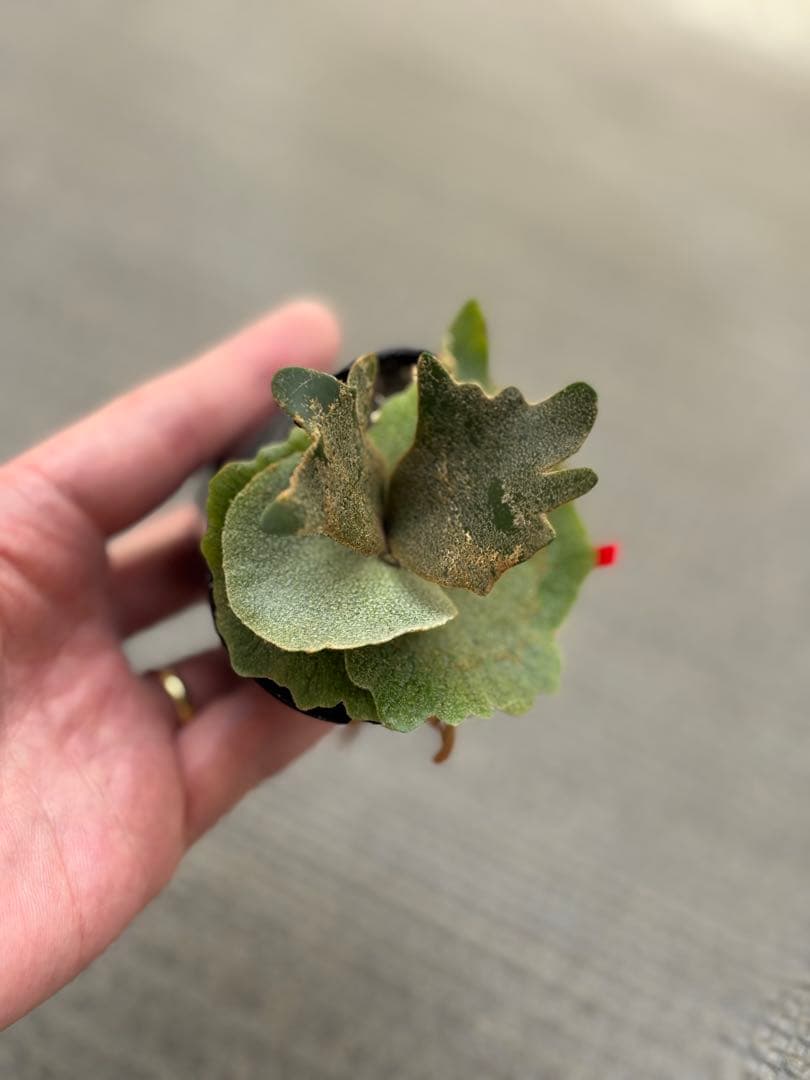 willinckii OMG×Nano spore dwarf ビカクシダ