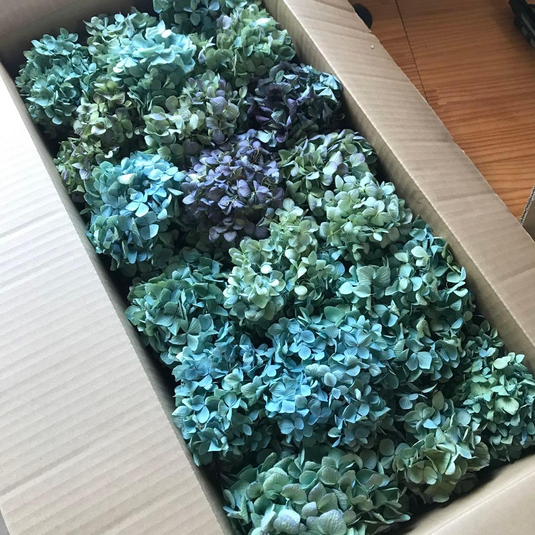 紫陽花ドライフラワー A4大量 105サイズ タイムセール 美品 北海道産
