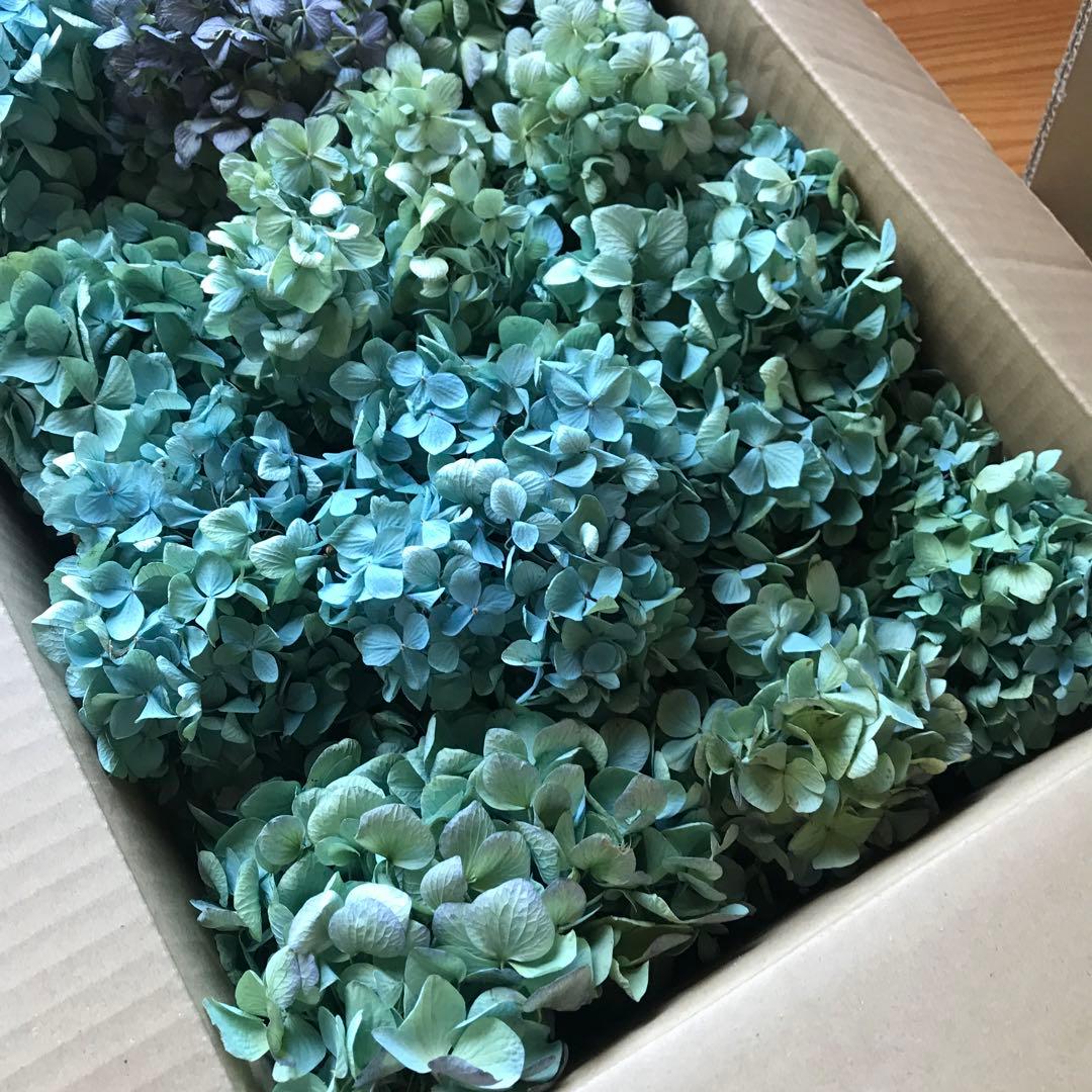 紫陽花ドライフラワー A4大量 105サイズ タイムセール 美品 北海道産
