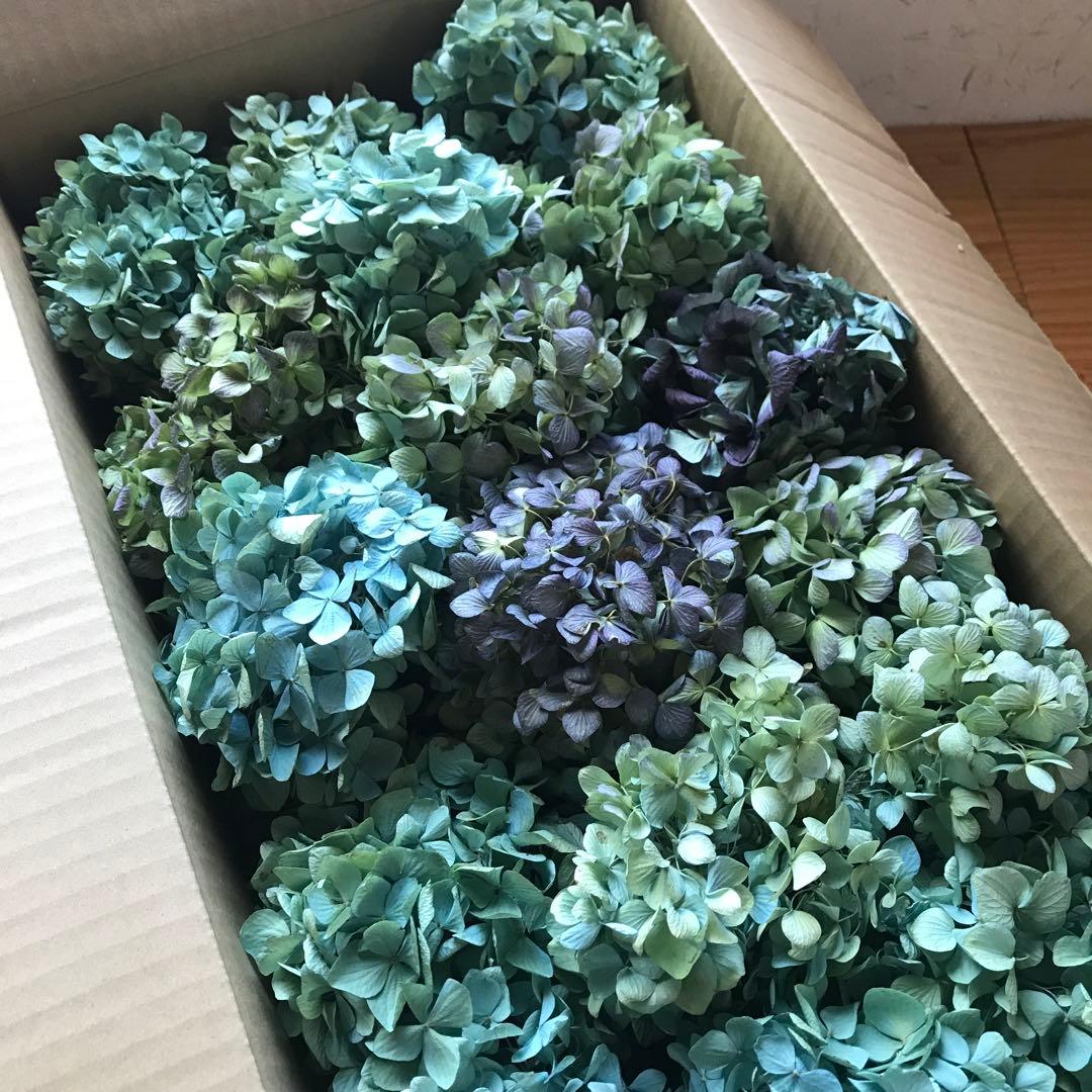 紫陽花ドライフラワー A4大量 105サイズ タイムセール 美品 北海道産