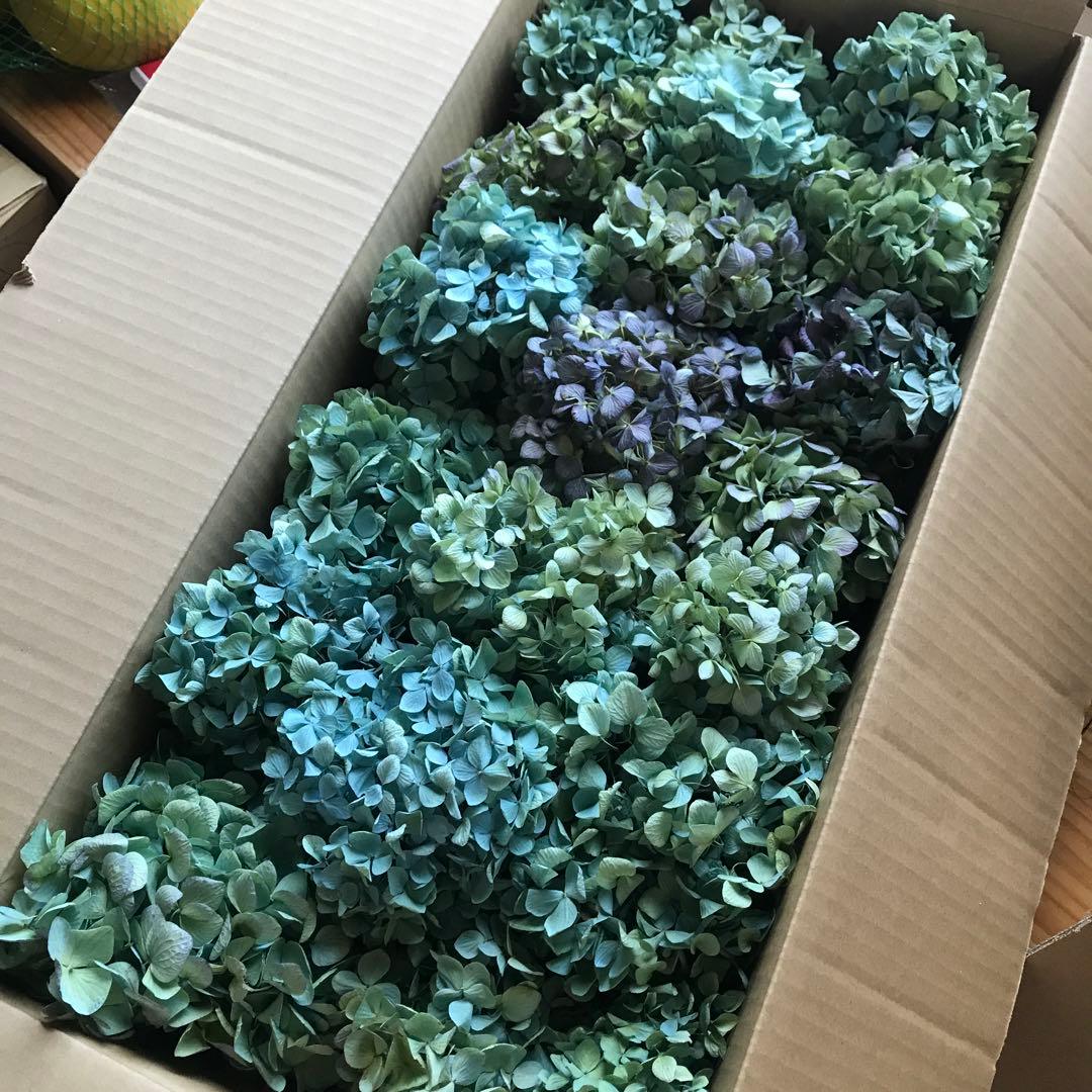 紫陽花ドライフラワー A4大量 105サイズ タイムセール 美品 北海道産