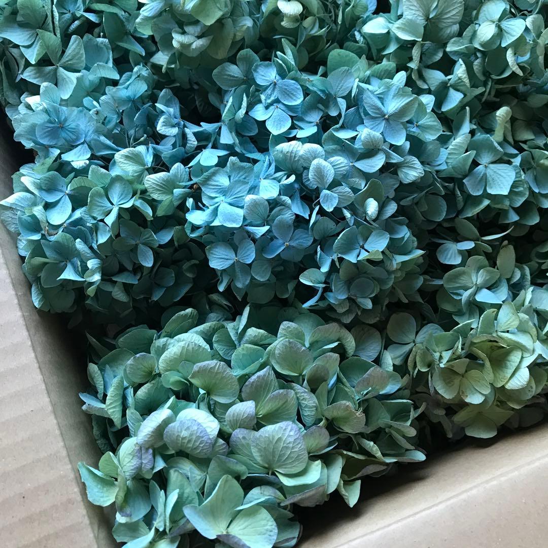 紫陽花ドライフラワー A4大量 105サイズ タイムセール 美品 北海道産