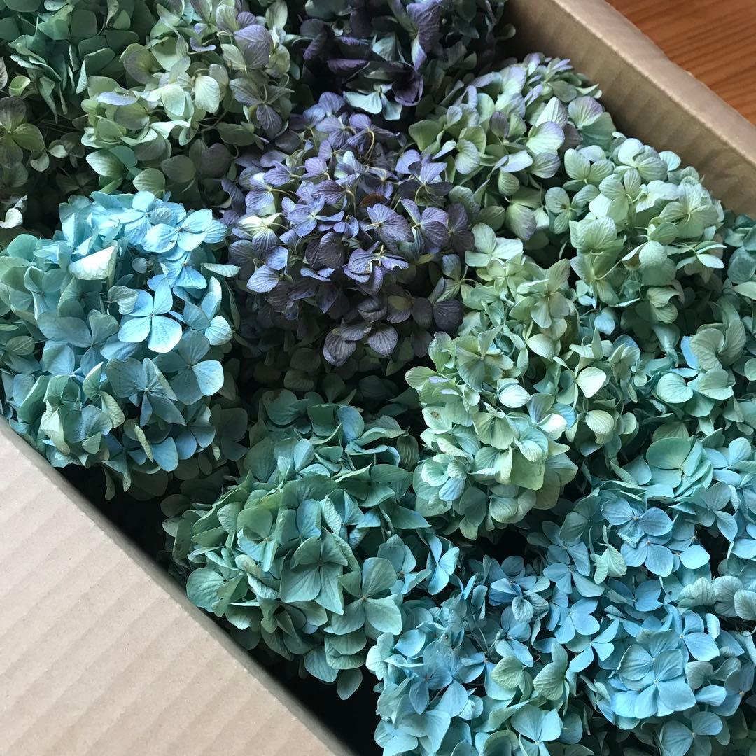 紫陽花ドライフラワー A4大量 105サイズ タイムセール 美品 北海道産
