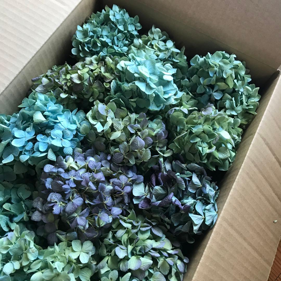 紫陽花ドライフラワー A4大量 105サイズ タイムセール 美品 北海道産
