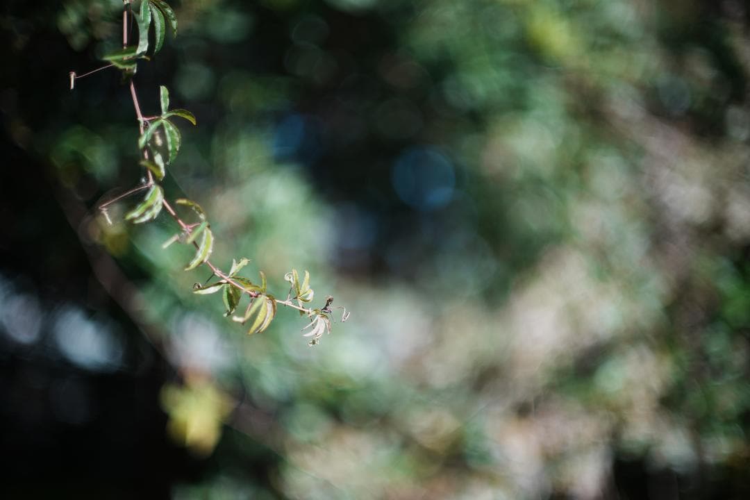 【鷹の目】Minolta MC ROKKOR-PG 58mm F1.2 018