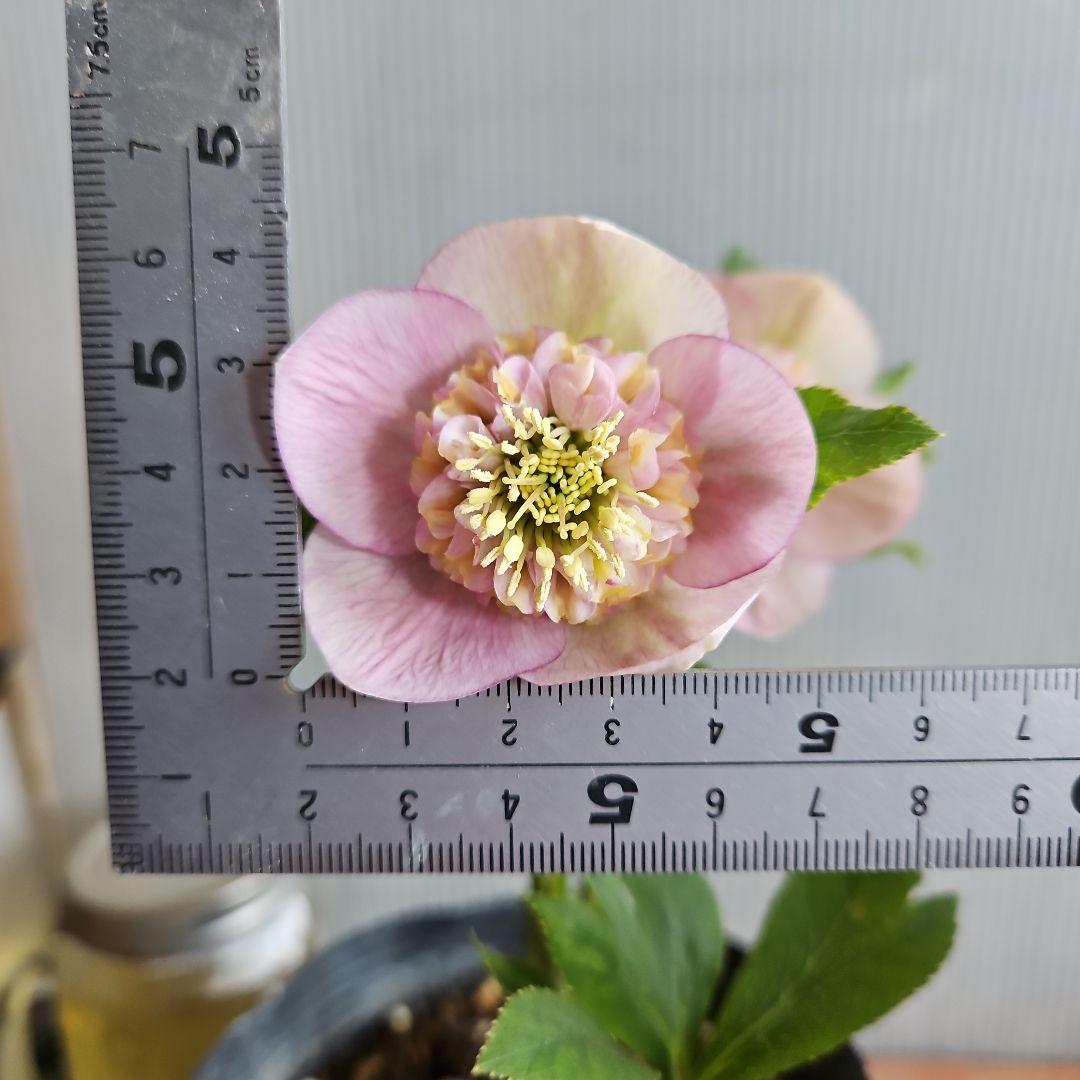 ㉖-578クリスマスローズ