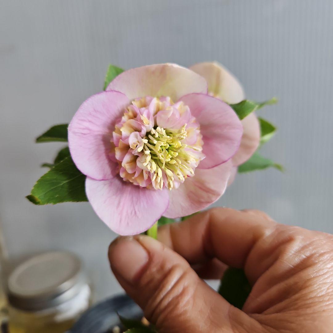 ㉖-578クリスマスローズ