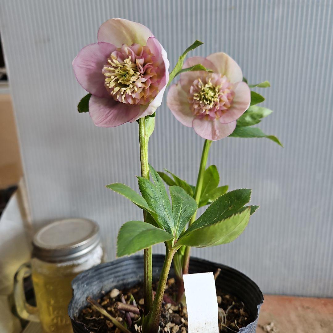 ㉖-578クリスマスローズ