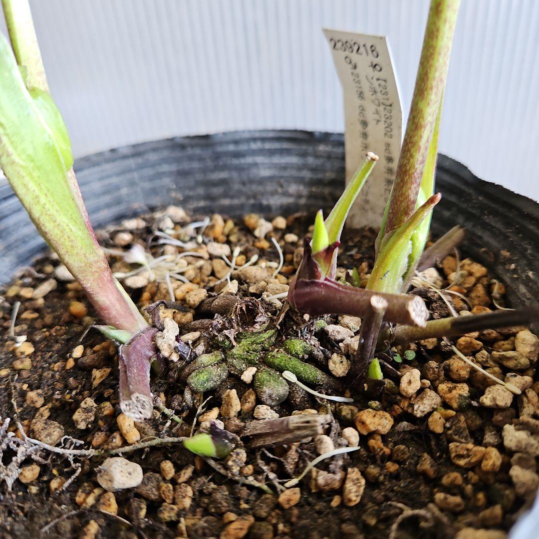 ㉖-578クリスマスローズ