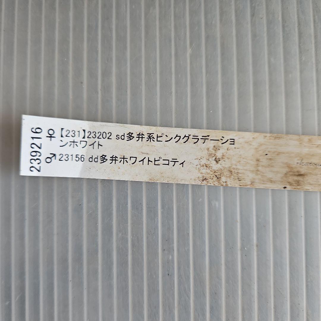 ㉖-578クリスマスローズ