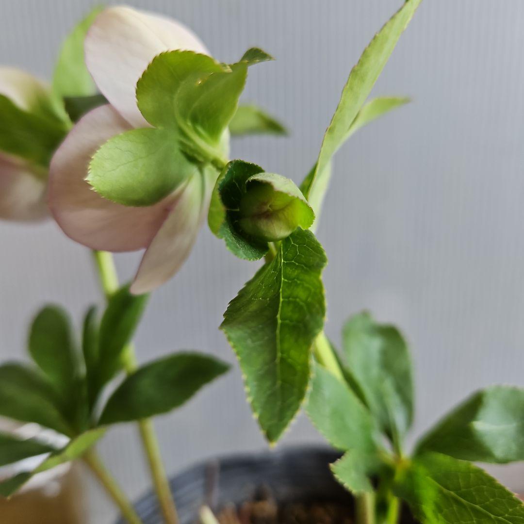 ㉖-578クリスマスローズ