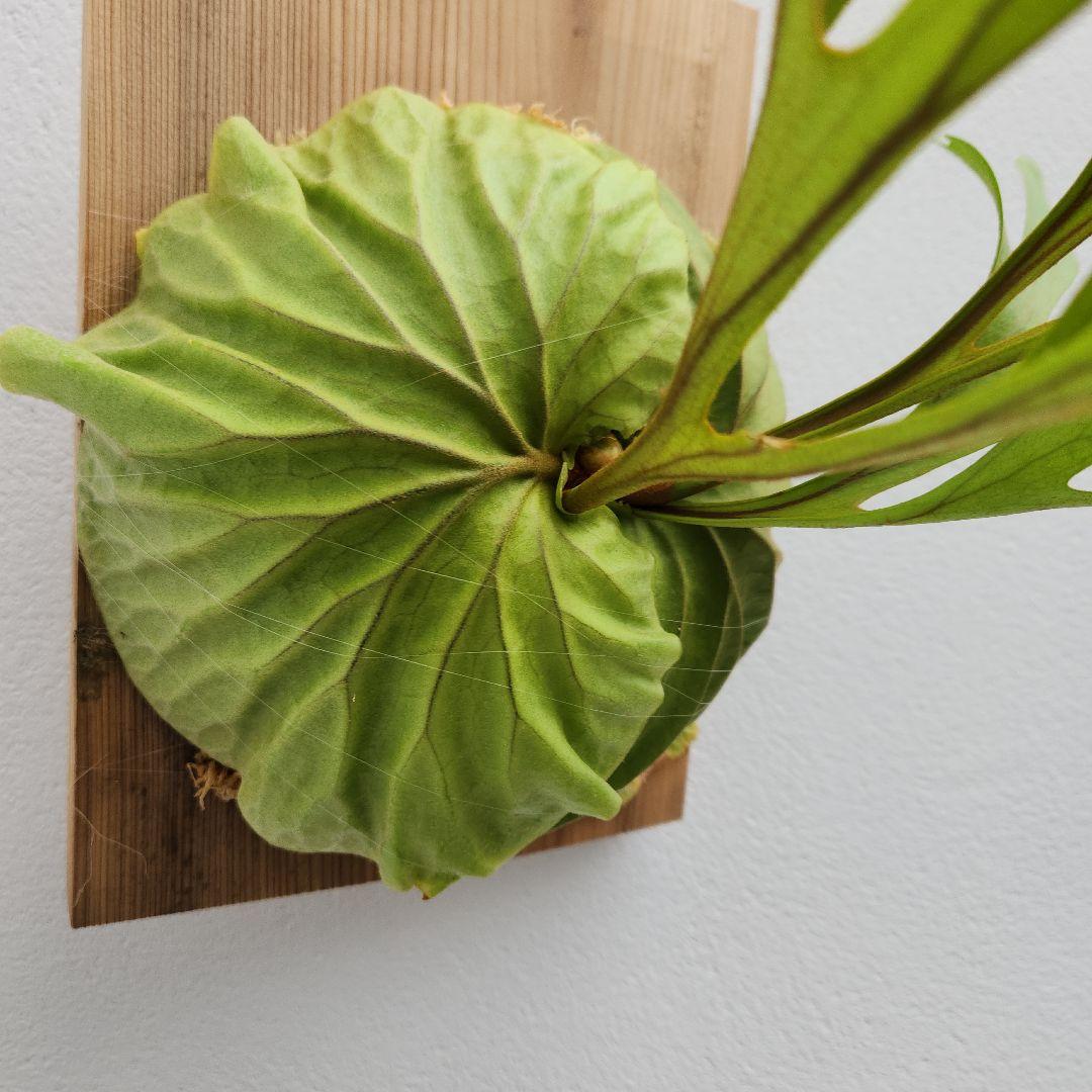 中株少し大きめ リドレイ 胞子培養綺麗に育っています②