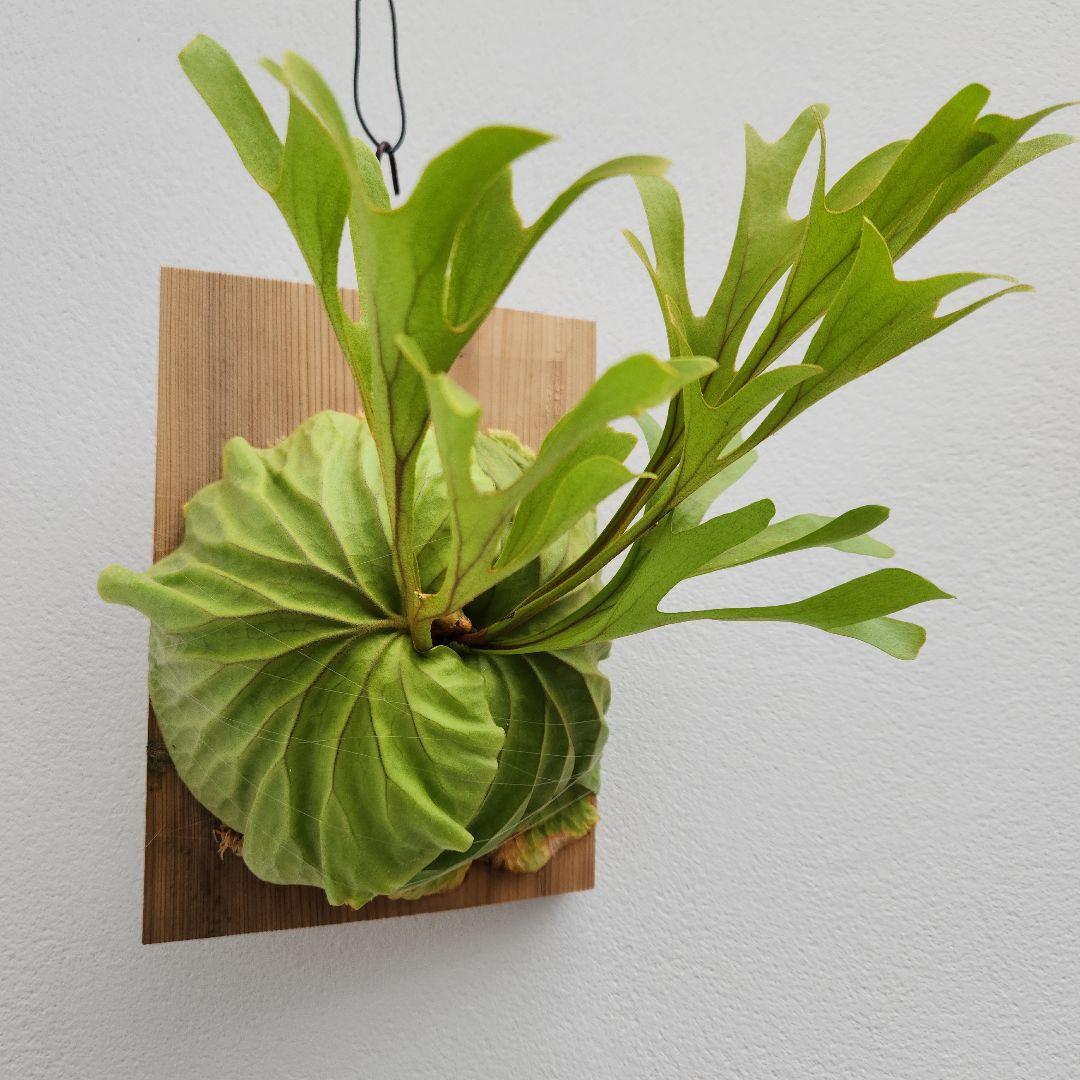 中株少し大きめ リドレイ 胞子培養綺麗に育っています②