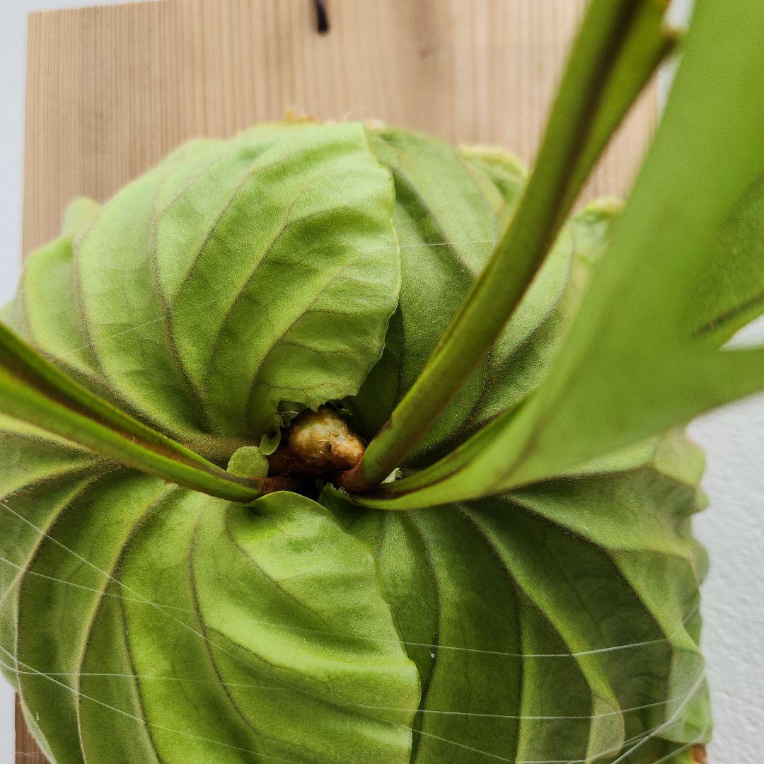 中株少し大きめ リドレイ 胞子培養綺麗に育っています②