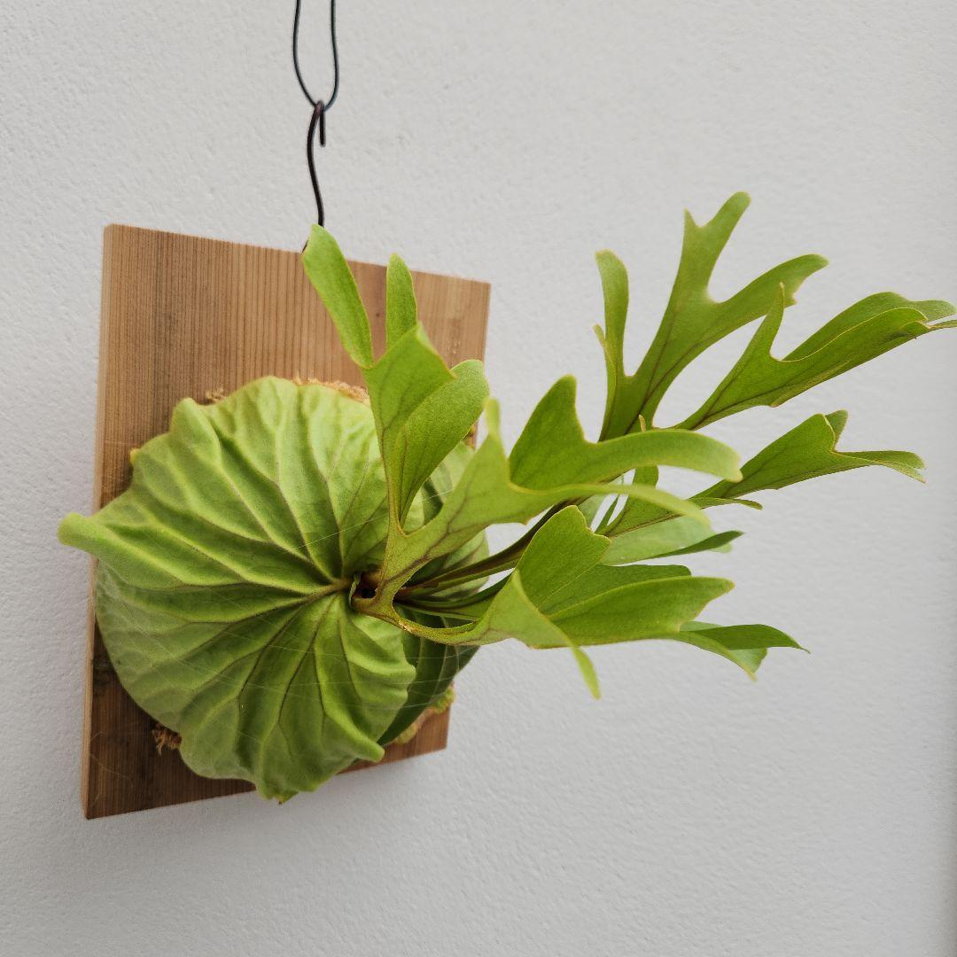 中株少し大きめ リドレイ 胞子培養綺麗に育っています②