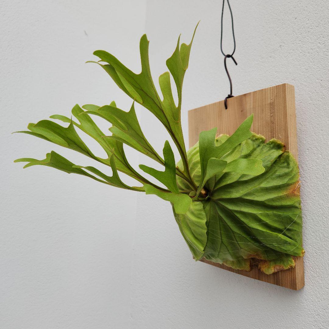 中株少し大きめ リドレイ 胞子培養綺麗に育っています②