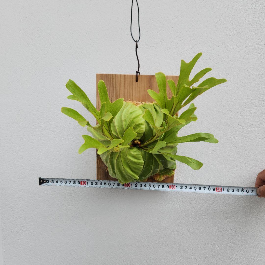 中株少し大きめ リドレイ 胞子培養綺麗に育っています②