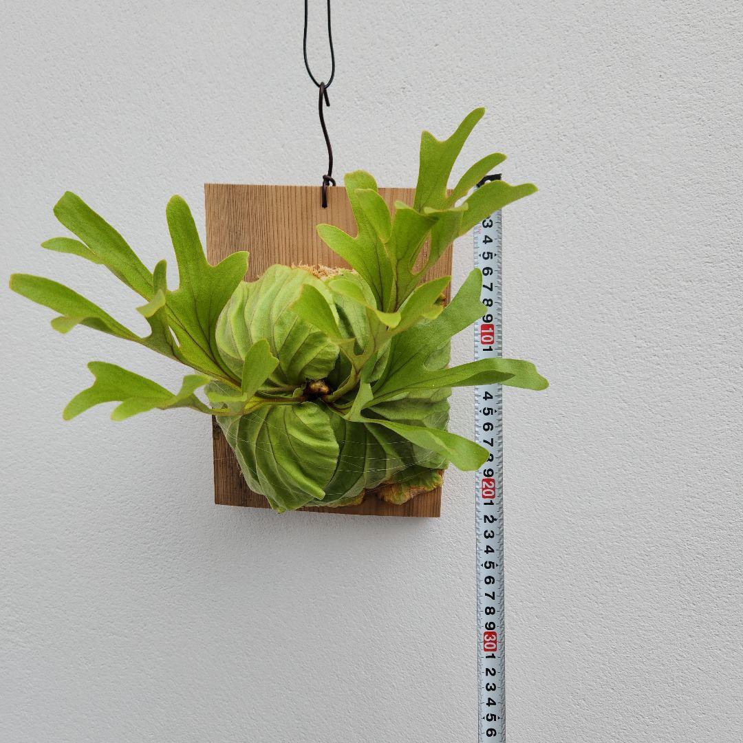 中株少し大きめ リドレイ 胞子培養綺麗に育っています②