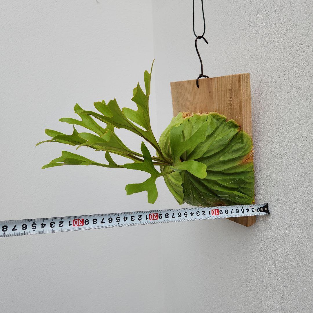 中株少し大きめ リドレイ 胞子培養綺麗に育っています②