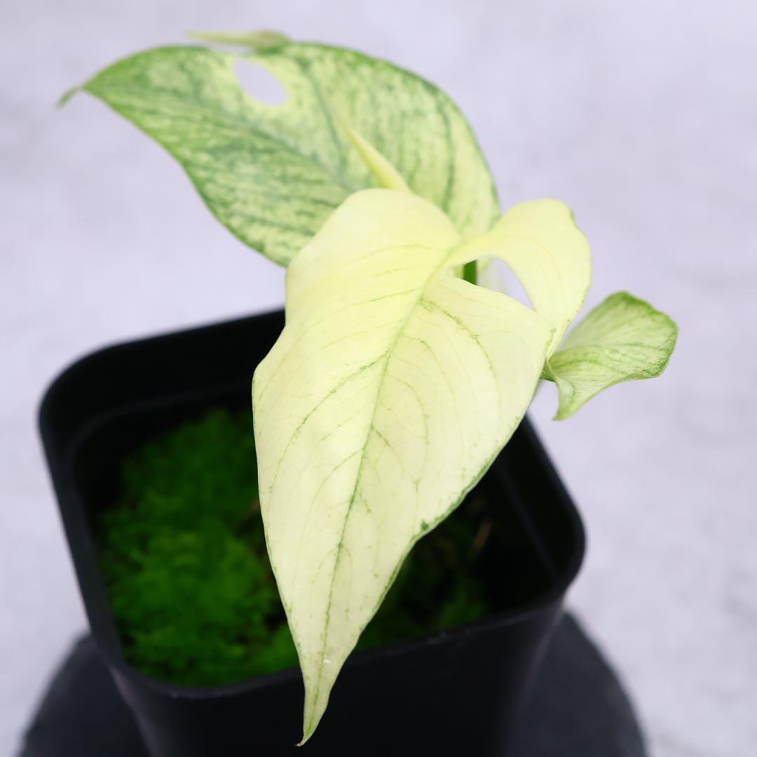 ラフィドフォラ テトラスペルマ ホワイトモンスター ヒメモンステラ ミント斑入り