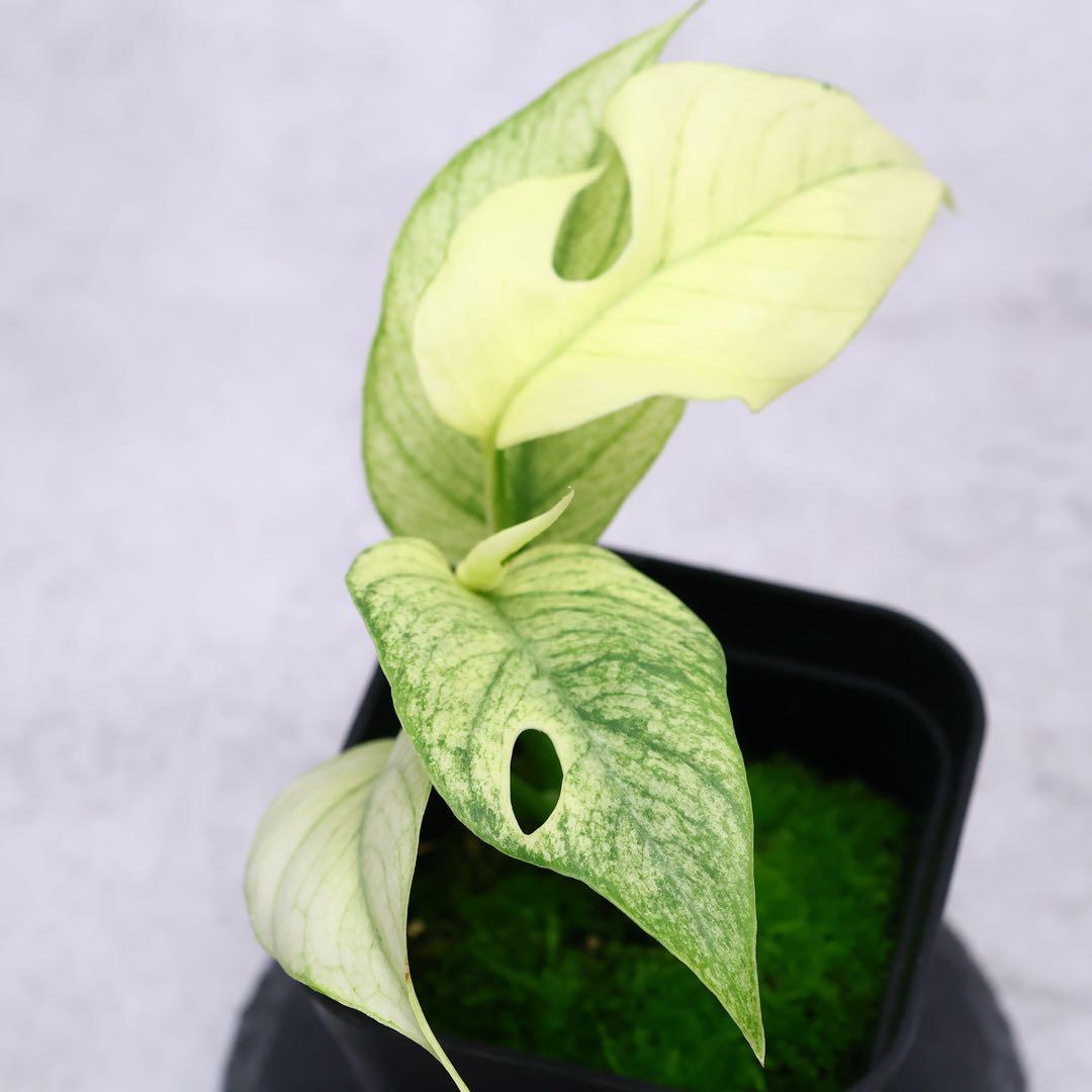 ラフィドフォラ テトラスペルマ ホワイトモンスター ヒメモンステラ ミント斑入り