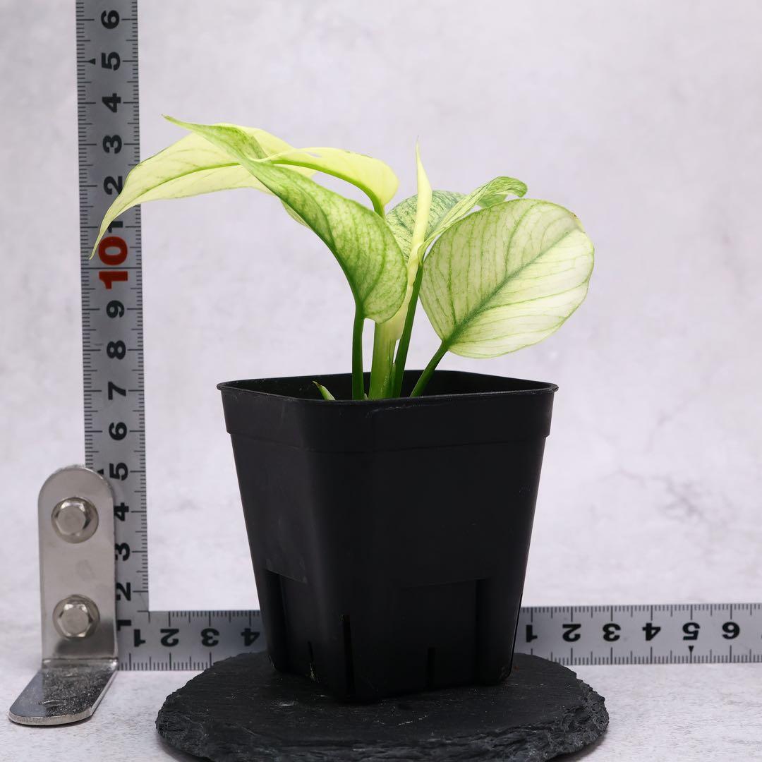 ラフィドフォラ テトラスペルマ ホワイトモンスター ヒメモンステラ ミント斑入り