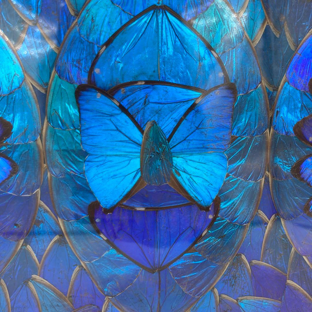 【レア】　モルフォ蝶　アート　標本　芸術　コレクション　海外　美術　絵　昆虫　⑤