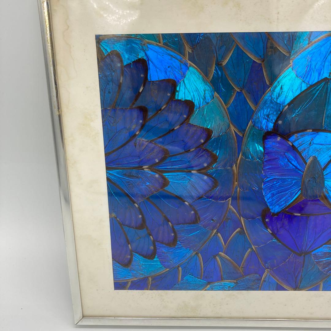 【レア】　モルフォ蝶　アート　標本　芸術　コレクション　海外　美術　絵　昆虫　⑤