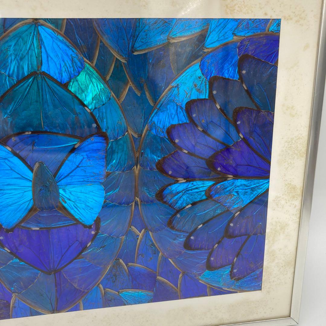 【レア】　モルフォ蝶　アート　標本　芸術　コレクション　海外　美術　絵　昆虫　⑤