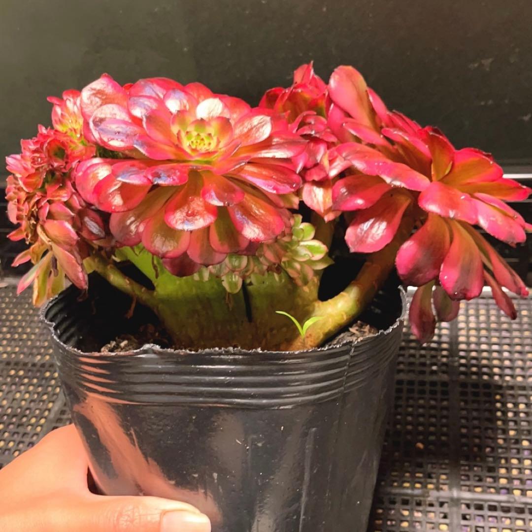 69#多肉植物アエオニウム錦❤️ 美姫セッカ ❤️24cm拔き苗