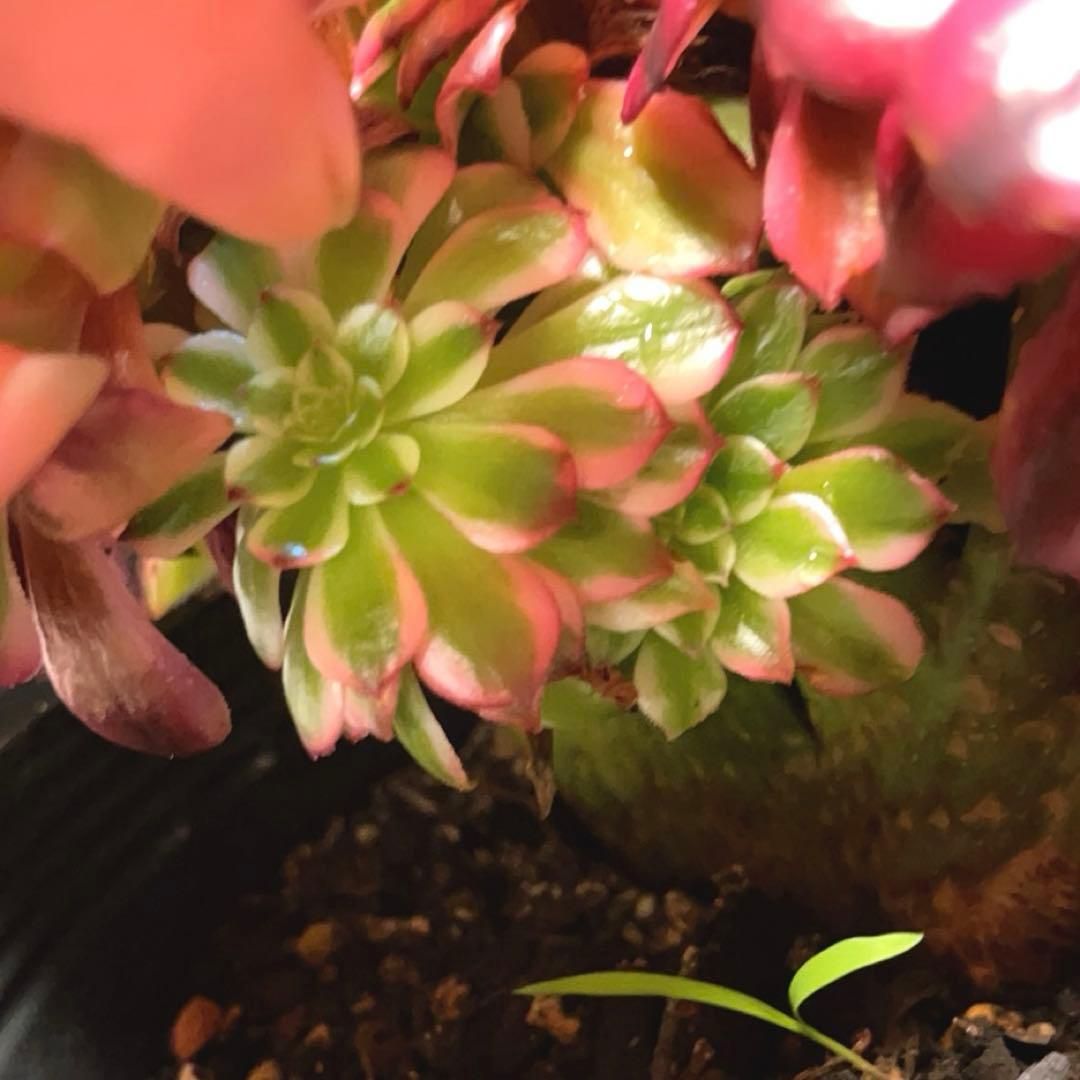 69#多肉植物アエオニウム錦❤️ 美姫セッカ ❤️24cm拔き苗