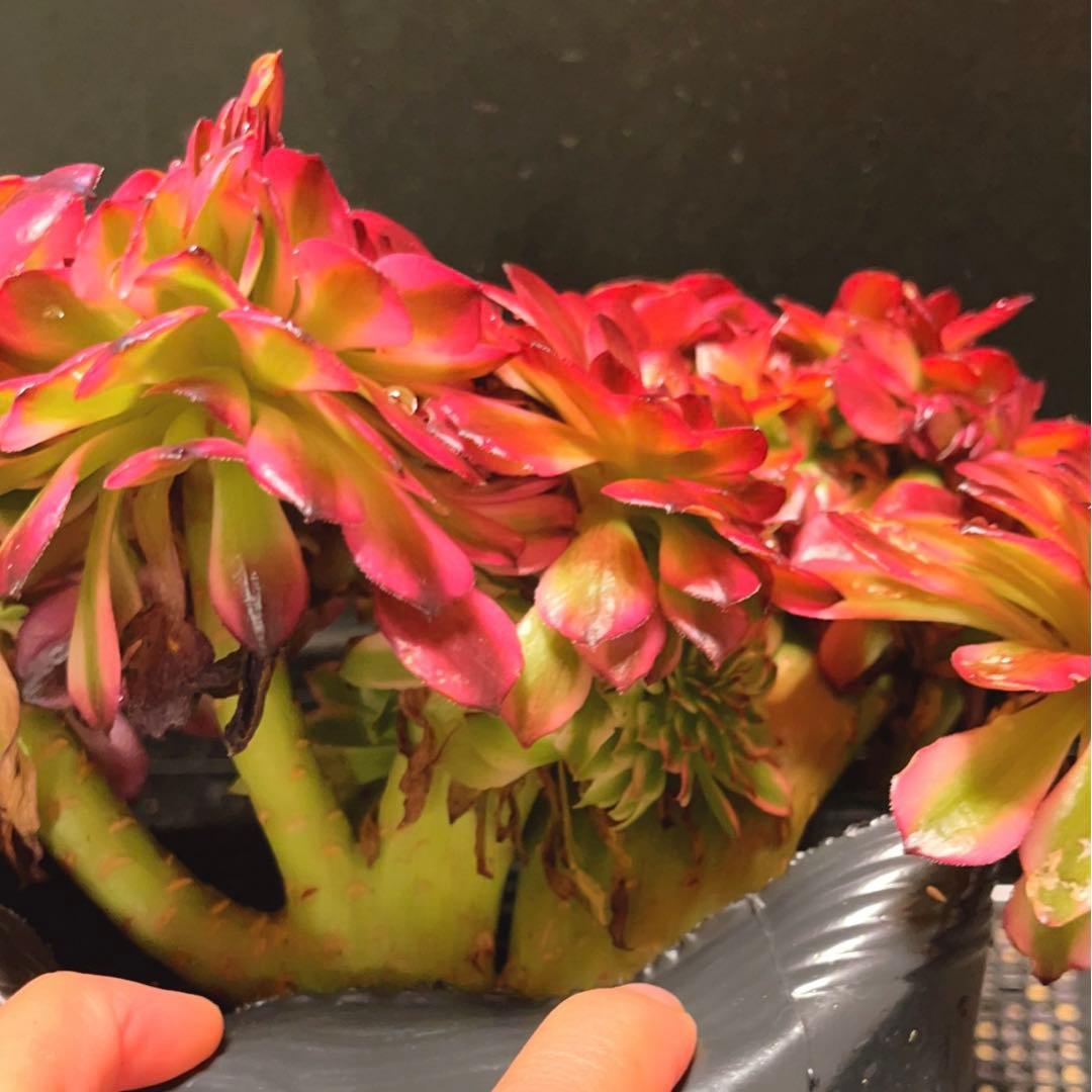 69#多肉植物アエオニウム錦❤️ 美姫セッカ ❤️24cm拔き苗