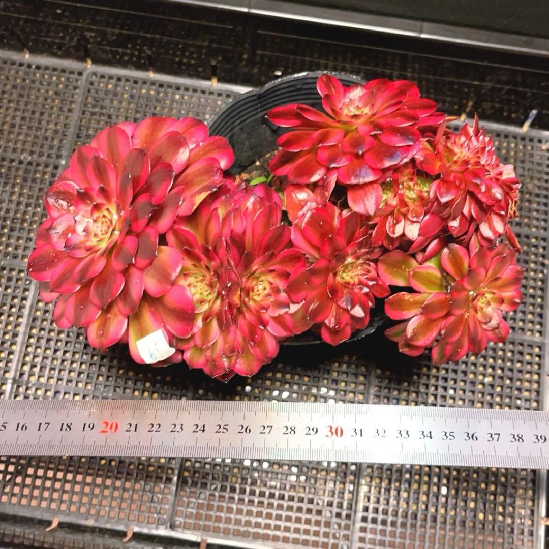 69#多肉植物アエオニウム錦❤️ 美姫セッカ ❤️24cm拔き苗