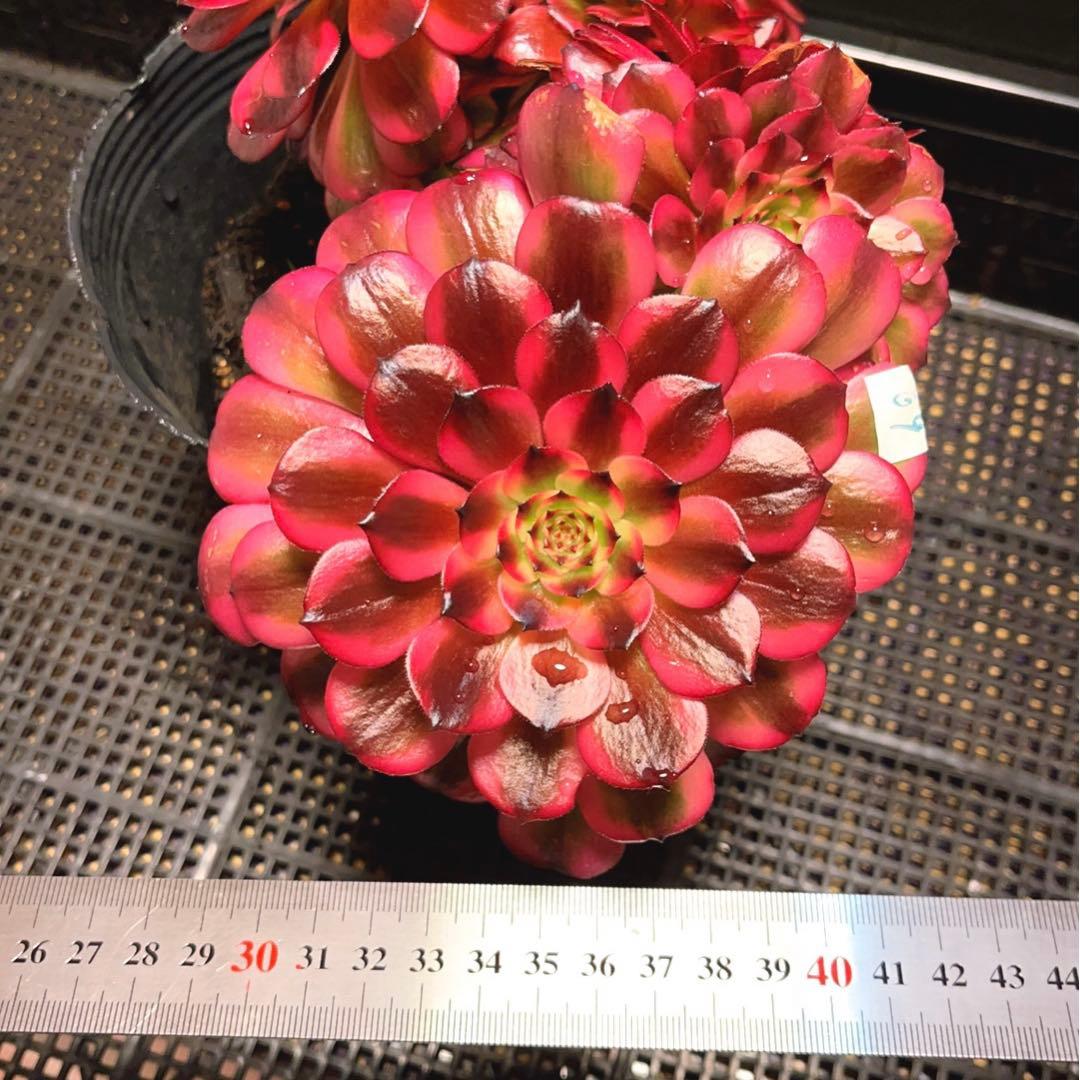 69#多肉植物アエオニウム錦❤️ 美姫セッカ ❤️24cm拔き苗