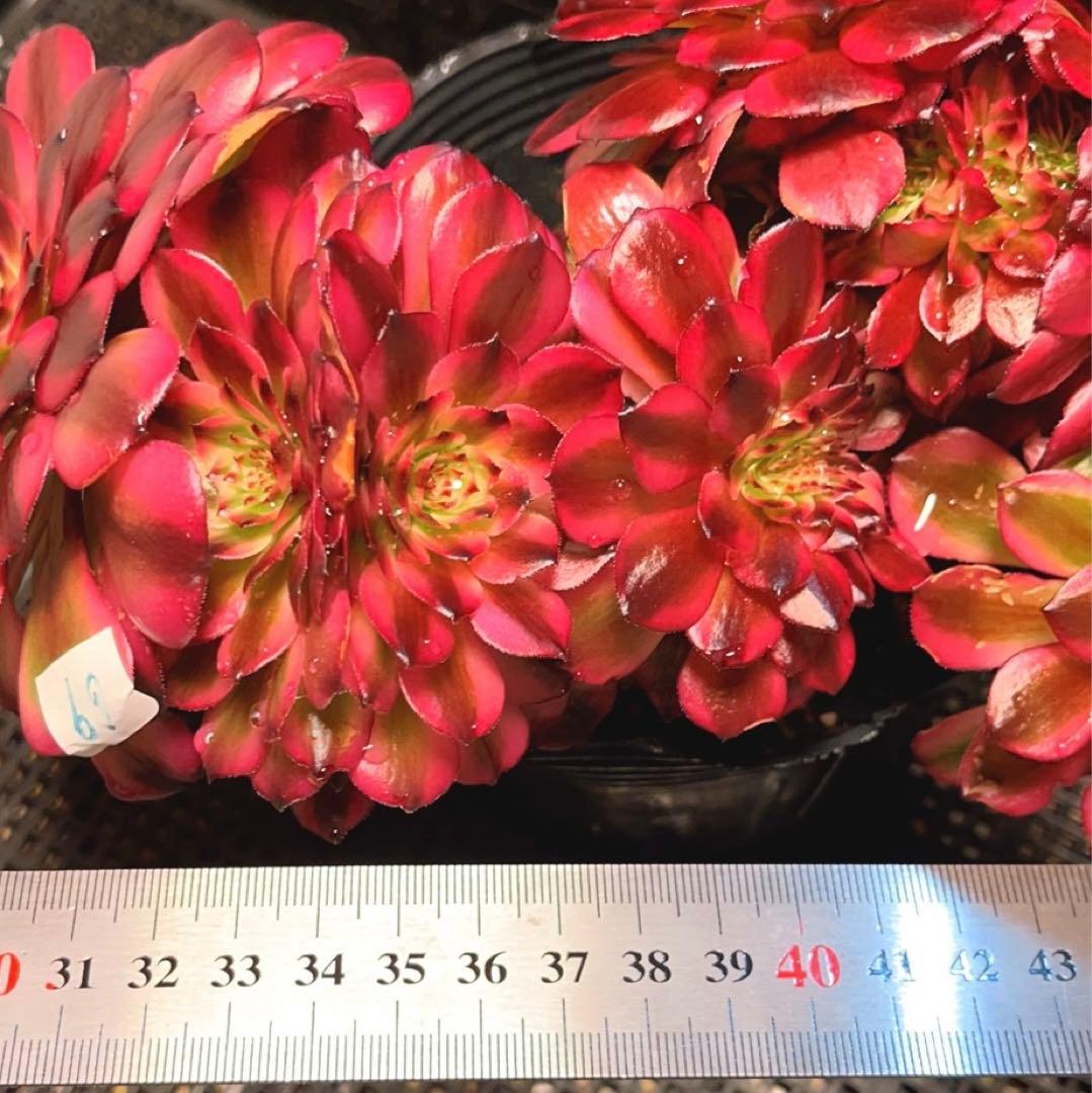 69#多肉植物アエオニウム錦❤️ 美姫セッカ ❤️24cm拔き苗