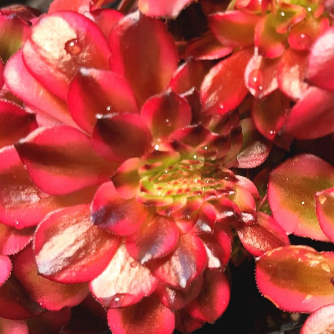 69#多肉植物アエオニウム錦❤️ 美姫セッカ ❤️24cm拔き苗