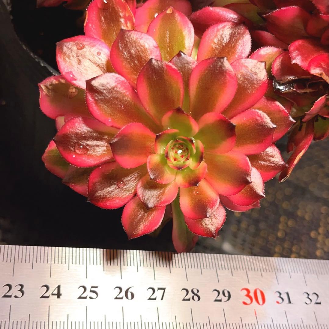 69#多肉植物アエオニウム錦❤️ 美姫セッカ ❤️24cm拔き苗