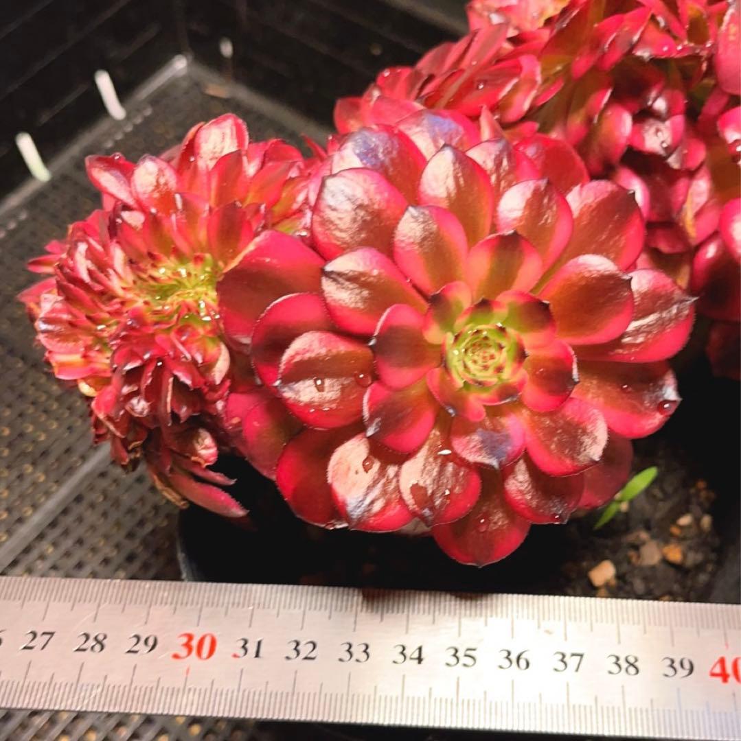 69#多肉植物アエオニウム錦❤️ 美姫セッカ ❤️24cm拔き苗