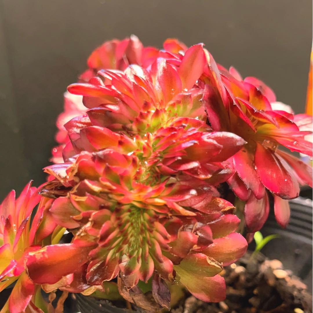 69#多肉植物アエオニウム錦❤️ 美姫セッカ ❤️24cm拔き苗