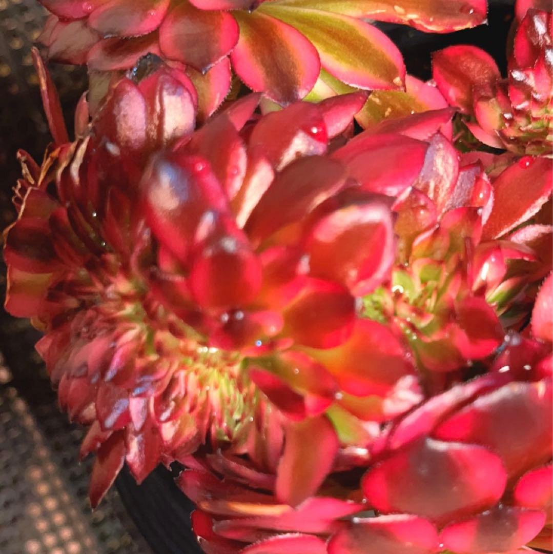 69#多肉植物アエオニウム錦❤️ 美姫セッカ ❤️24cm拔き苗