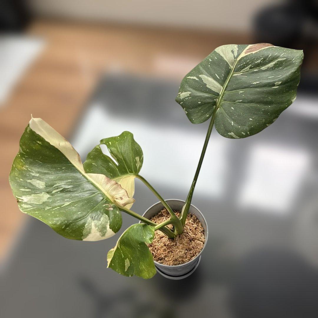 モンステラ　ミューテンション　バリエガータ　トップカット　気根あり　斑入り