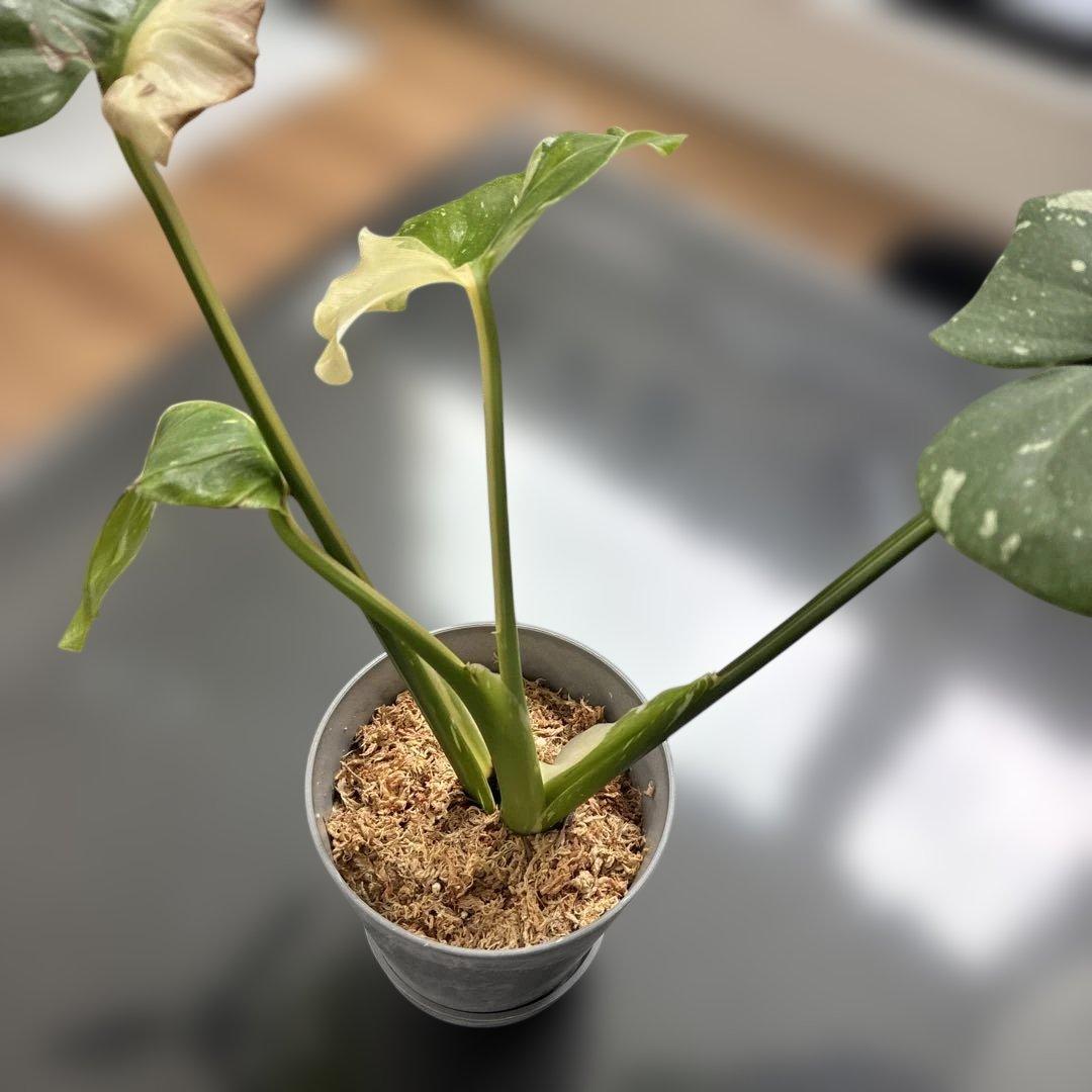 モンステラ　ミューテンション　バリエガータ　トップカット　気根あり　斑入り