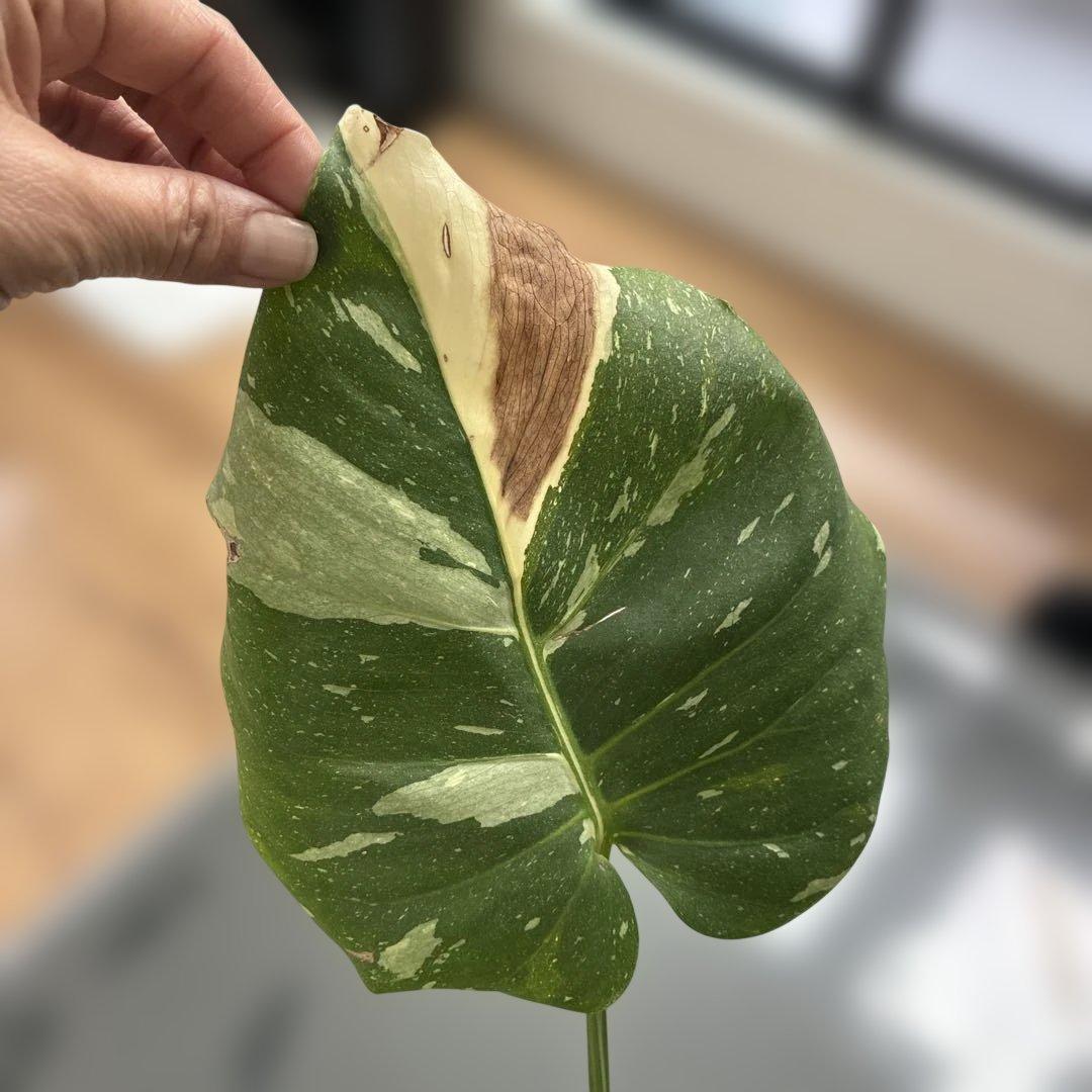 モンステラ　ミューテンション　バリエガータ　トップカット　気根あり　斑入り