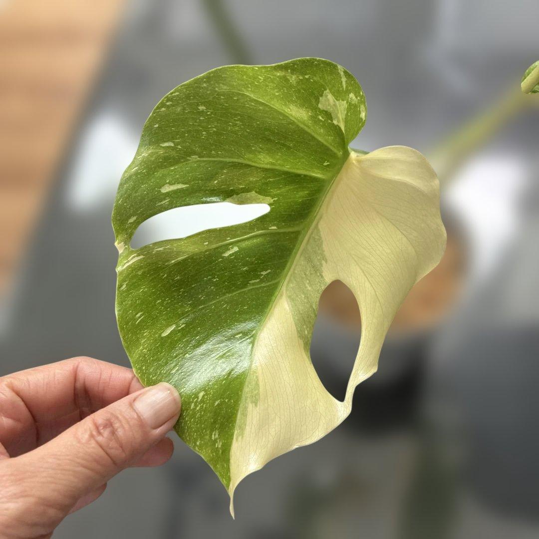 モンステラ　ミューテンション　バリエガータ　トップカット　気根あり　斑入り