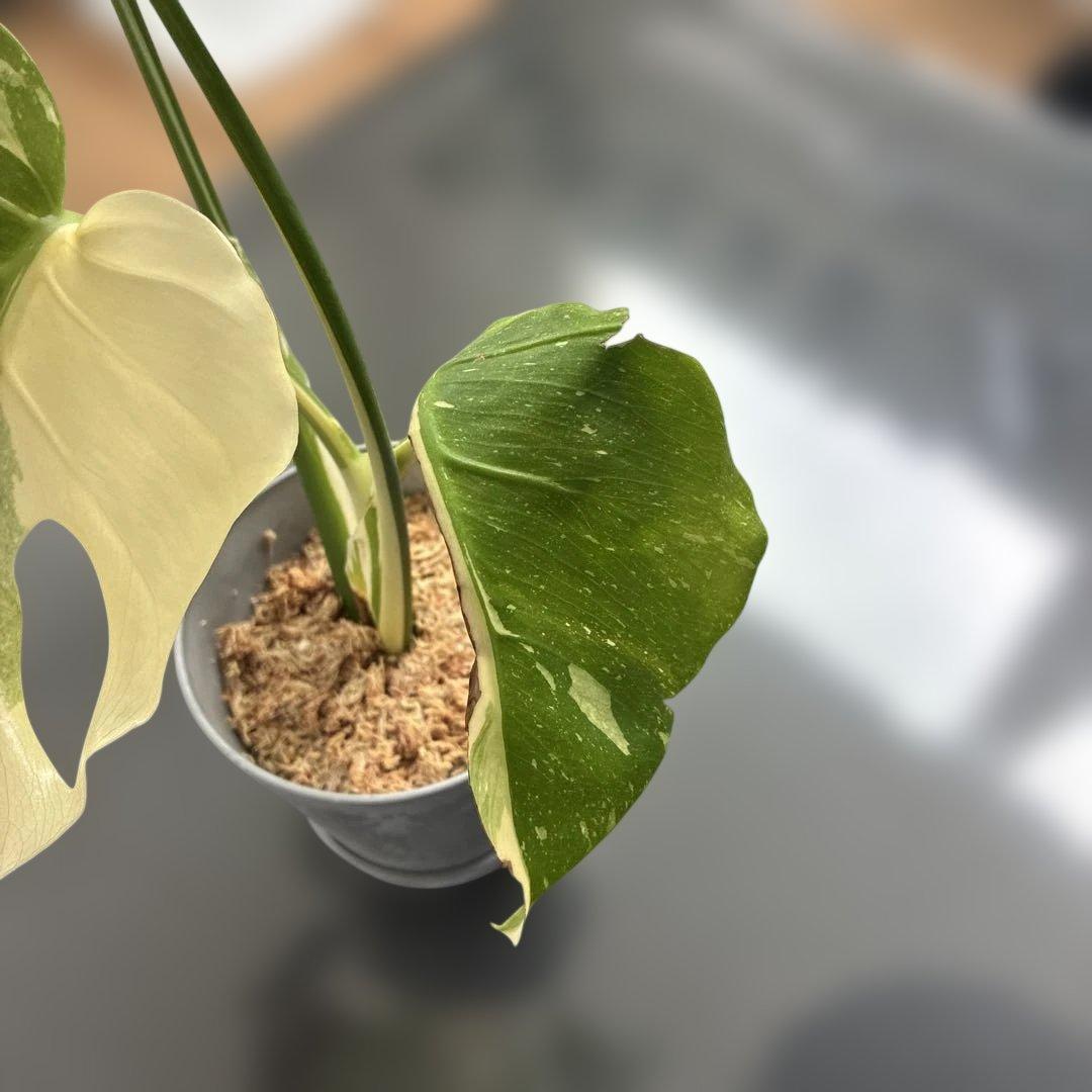 モンステラ　ミューテンション　バリエガータ　トップカット　気根あり　斑入り