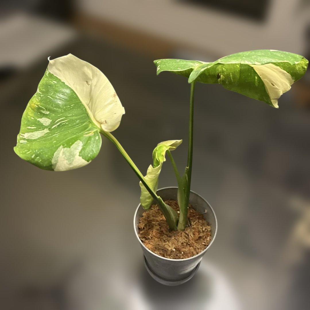 モンステラ　ミューテンション　バリエガータ　トップカット　気根あり　斑入り