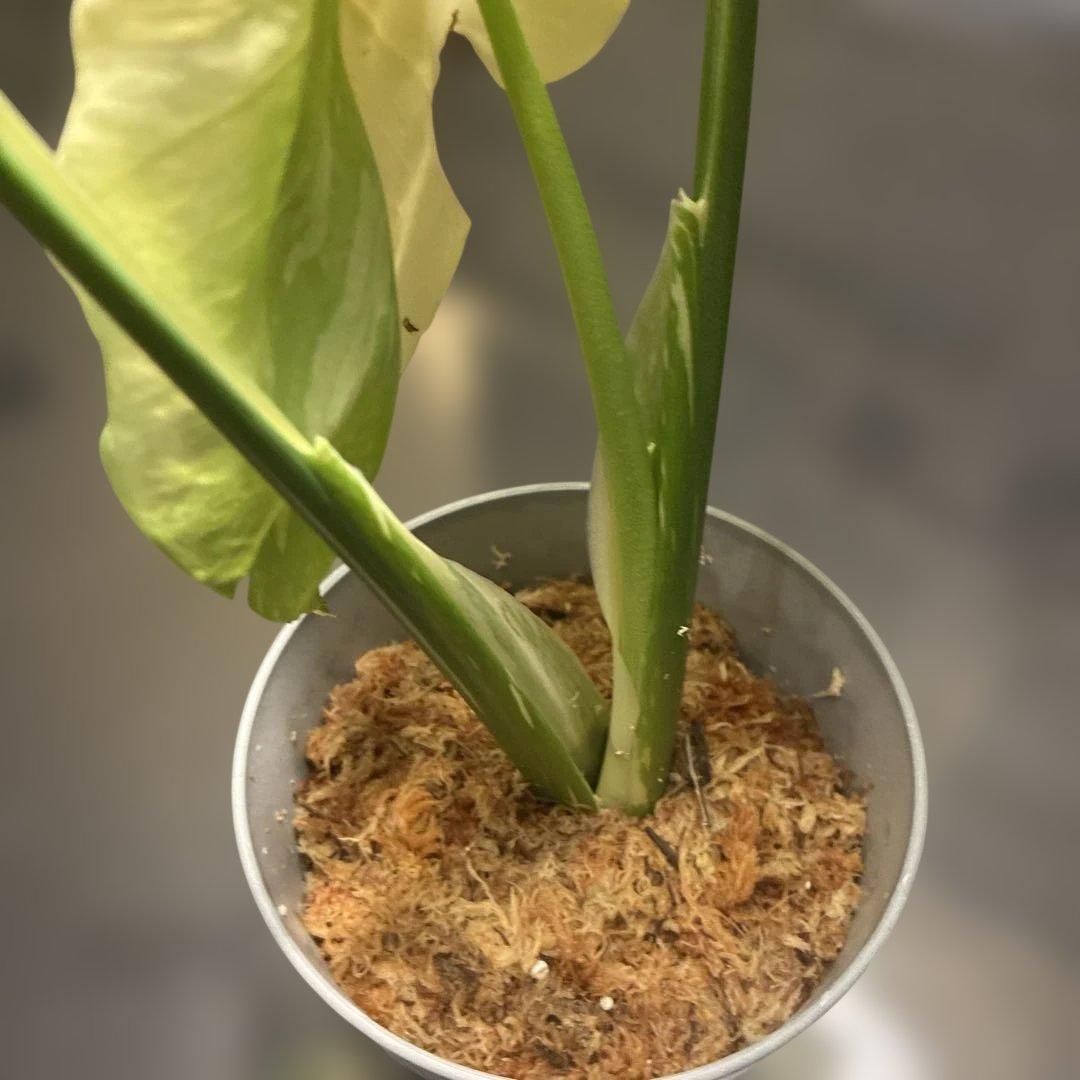 モンステラ　ミューテンション　バリエガータ　トップカット　気根あり　斑入り