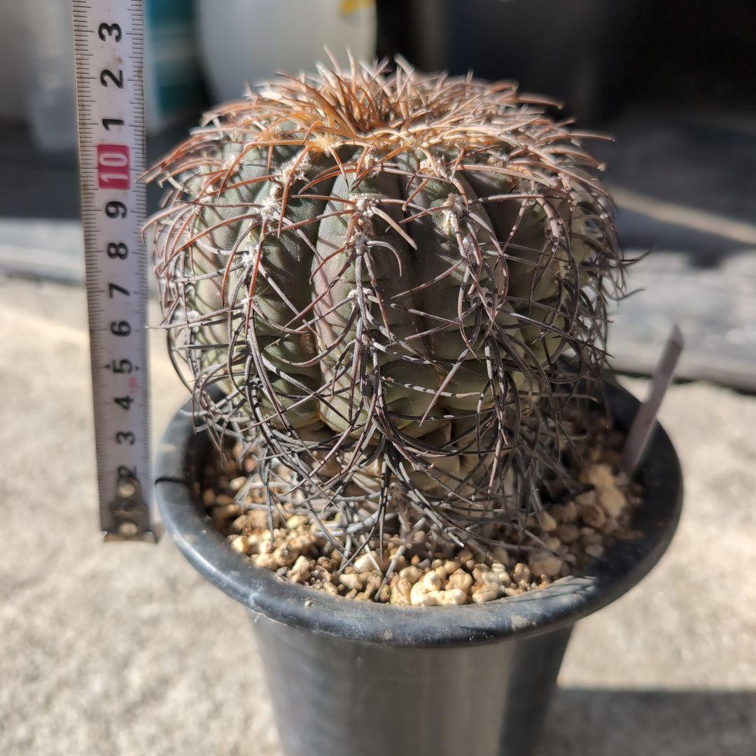 古株　ギムノカリキウム　猫爪天平丸　鉢ごと送料込み