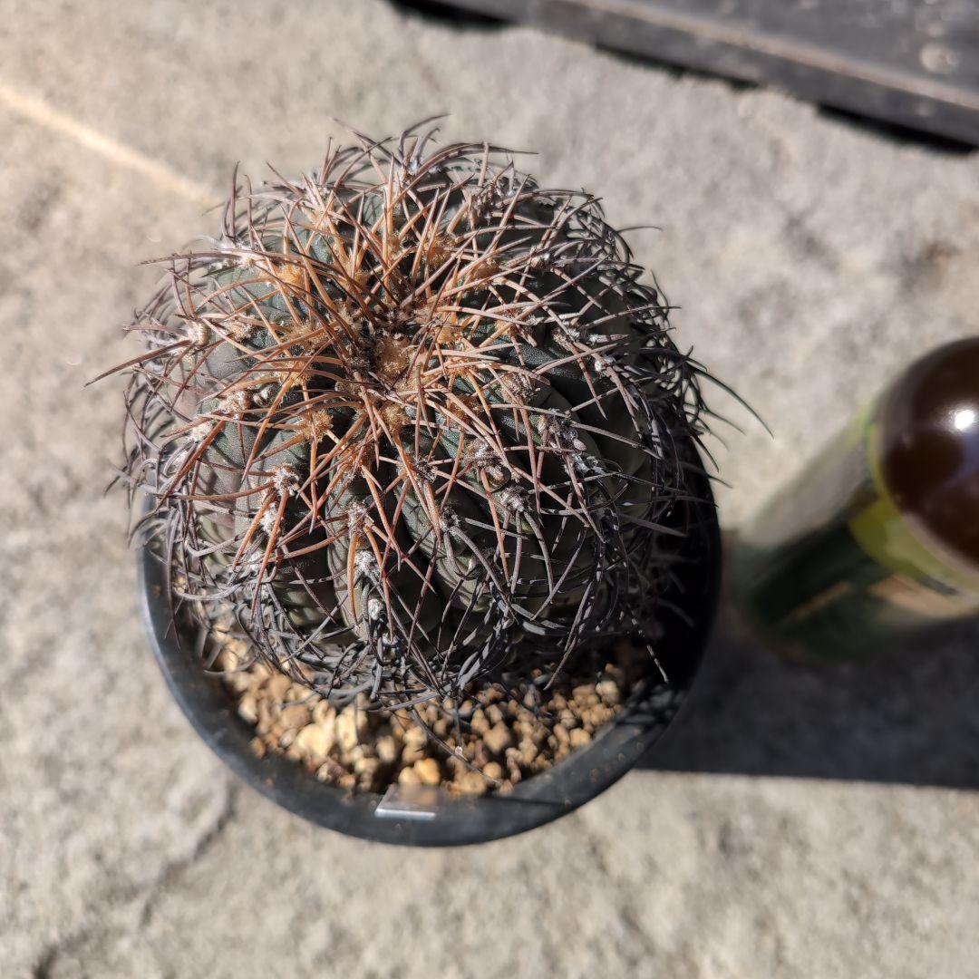 古株　ギムノカリキウム　猫爪天平丸　鉢ごと送料込み