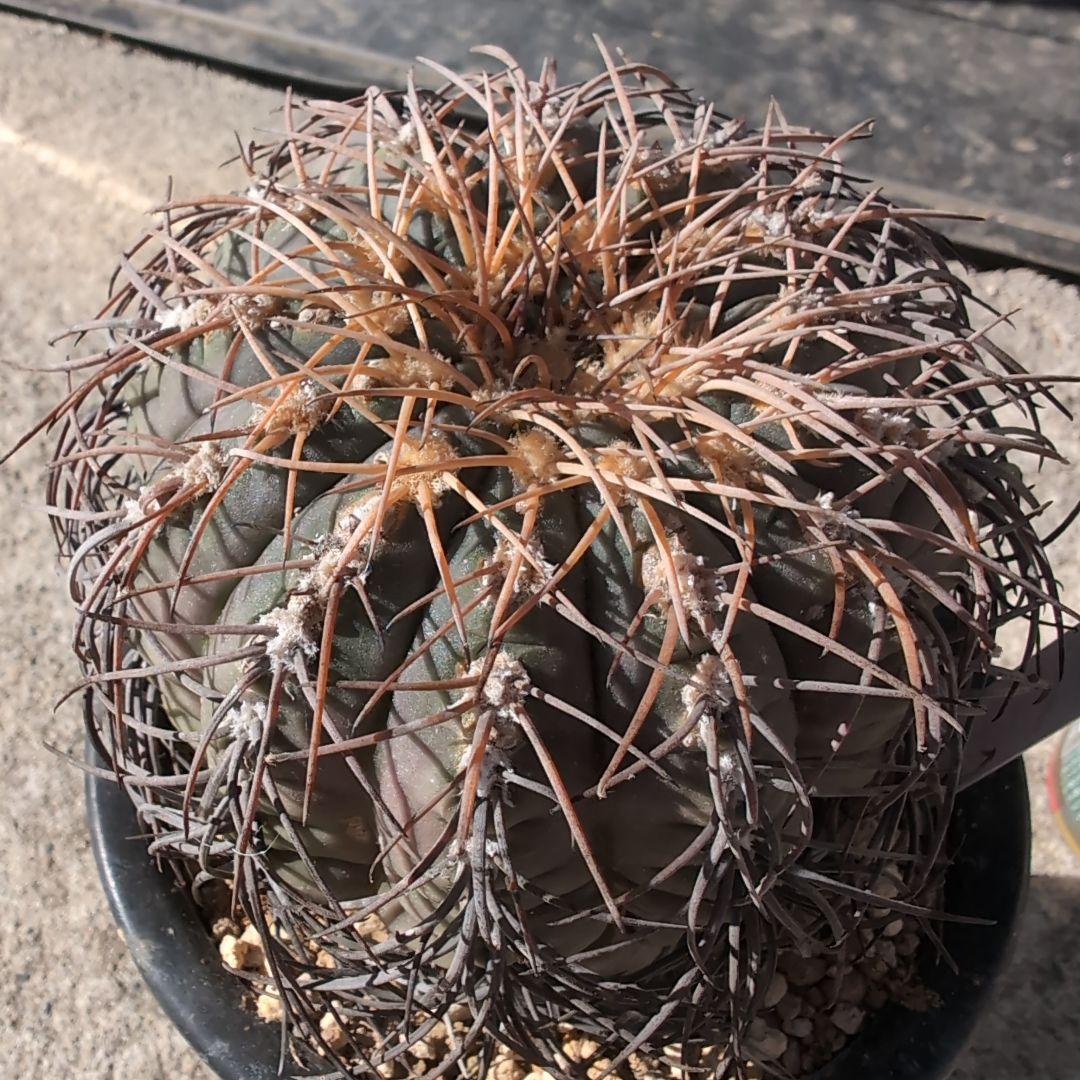 古株　ギムノカリキウム　猫爪天平丸　鉢ごと送料込み